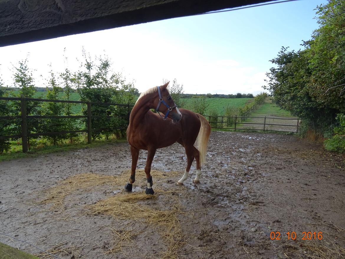 Welsh Partbred (Sec F) Madonna billede 9