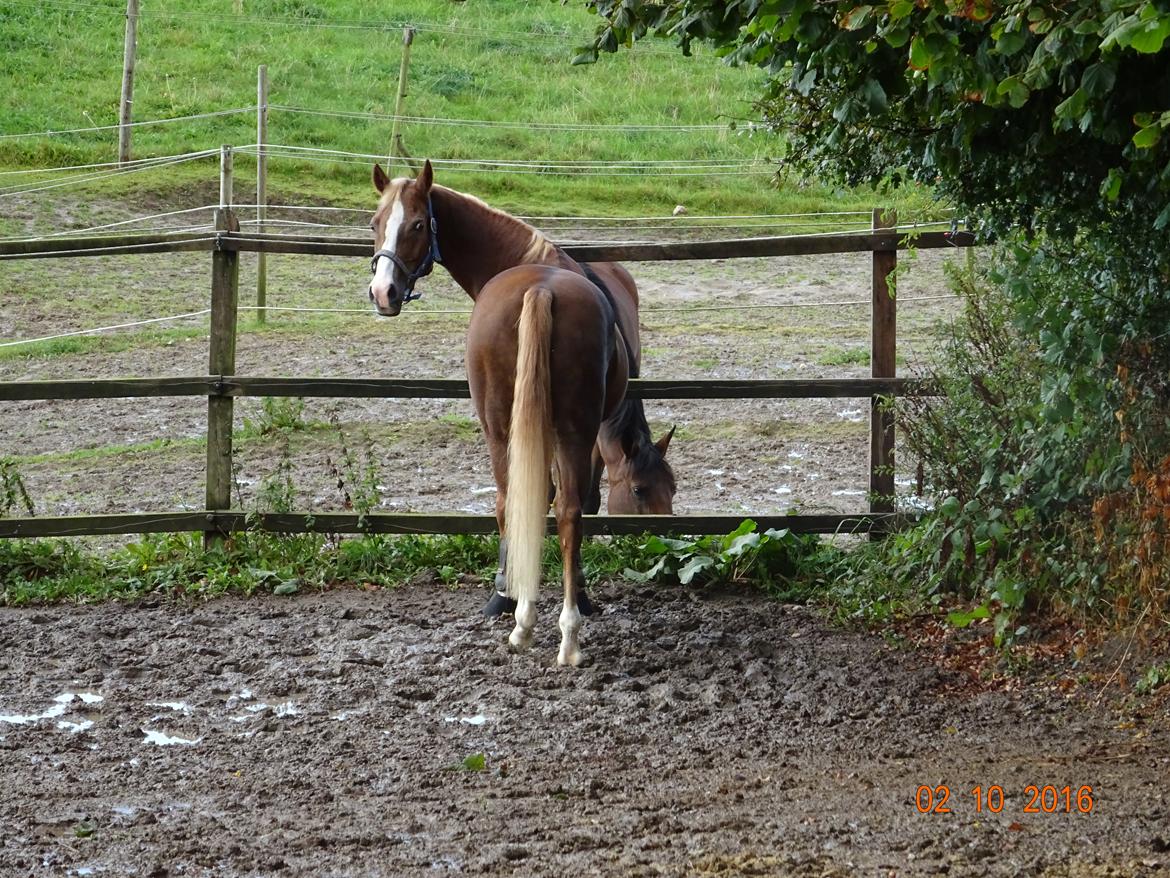 Welsh Partbred (Sec F) Madonna billede 10