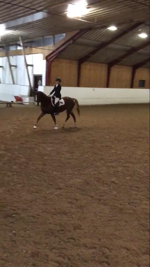 Welsh Partbred (Sec F) Madonna billede 11