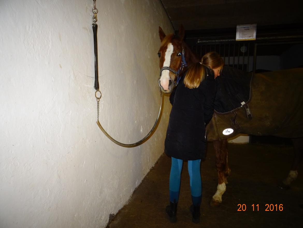 Welsh Partbred (Sec F) Madonna billede 14