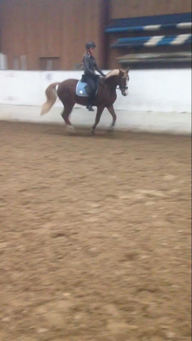 Welsh Partbred (Sec F) Madonna billede 16