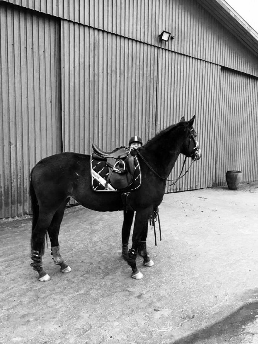 Dansk Varmblod J'adore Pilekær billede 24