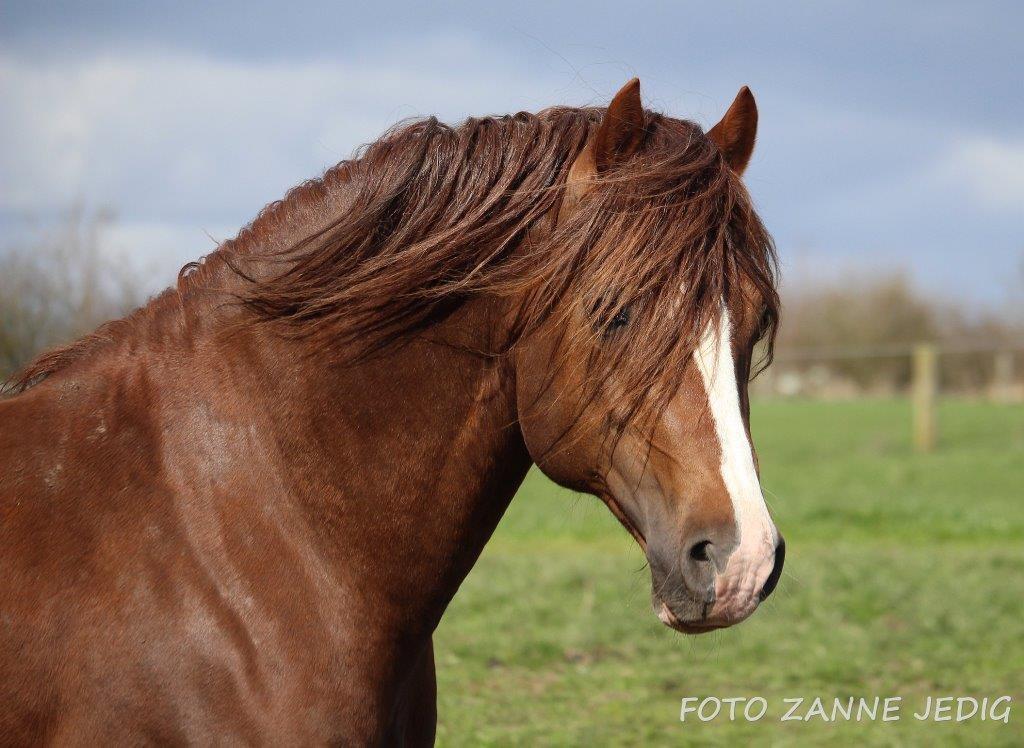 Welsh Cob (sec D) Taraco Fabio billede 2