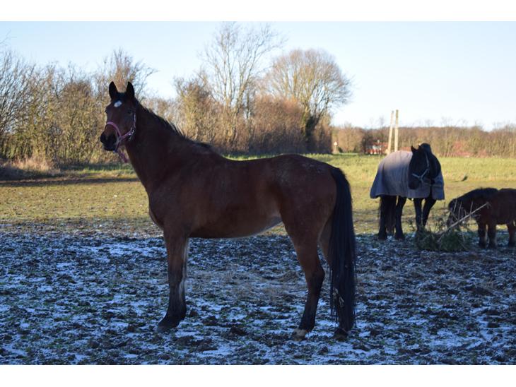 {{currentPhoto.altText}} billede {{currentPhoto.number}}