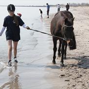 New Forest StaldBakkens IbrahimSOLGT