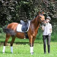 Anden særlig race Shannon