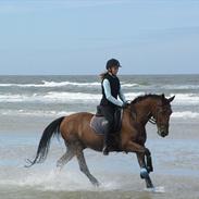 Anden særlig race Shannon