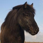 Islænder Freyja fra Sjørslev