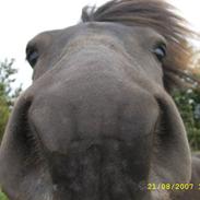 Islænder Freyja fra Sjørslev