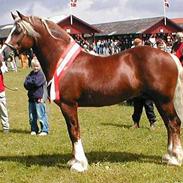 Welsh Pony (sec B) LL Merringgårds Sir Jacob