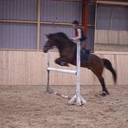 Belgisk varmblod Thibau  ( solgt )