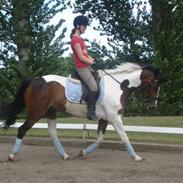 Pinto Horsebjerg Apashja