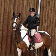 Pinto Horsebjerg Apashja