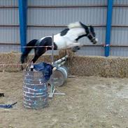 Pinto Horsebjerg Alastair