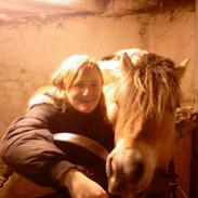 Fjordhest Ingegårds Ato