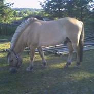 Fjordhest Ingegårds Ato