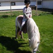 Shetlænder Kiwi fra Torsmark  *SOLGT