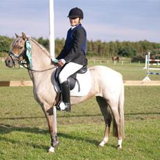 Welsh Pony (sec B) Låddenhøjs Medina SOLGT