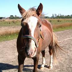 Anden særlig race Sunny