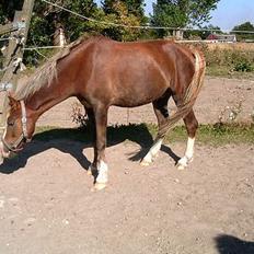 Anden særlig race Sunny