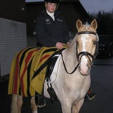 Palomino Bardegård's Monty(R.I.P)