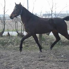 DSP Monte Verdi Vrå**R.I.P**