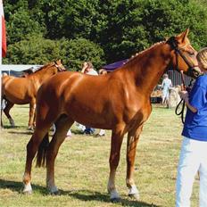 Frederiksborg <3 Lotte (Krone 1) <3