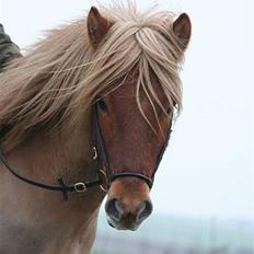 Islænder Tímon fra Korshøje 