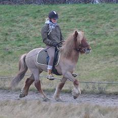 Islænder Tímon fra Korshøje 
