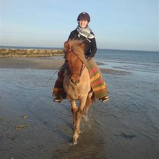 Islænder Tímon fra Korshøje 