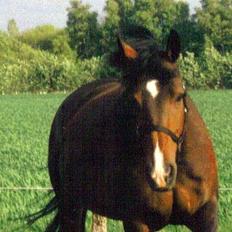 Oldenborg Calypso R.I.P (ingen udf)