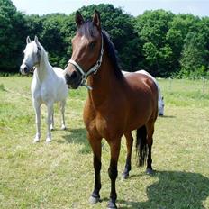 New Forest Fortune April Filly 