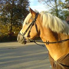 Haflinger Victor/Wildberg