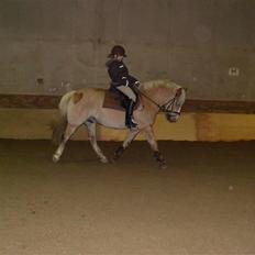 Haflinger Victor/Wildberg