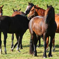 Frieser Jisk fan è Drifte
