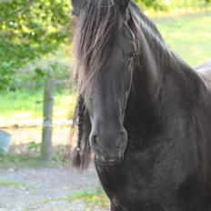 Frieser Jisk fan è Drifte