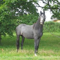 Dansk Varmblod Graversgaards CosmosSound 