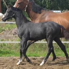 Dansk Varmblod Graversgaards CosmosSound 