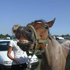 Welsh Pony (sec B) LL Merringgårds Sir Jacob