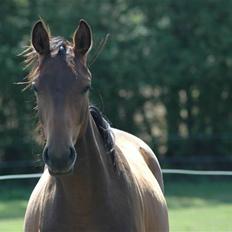 Dansk Varmblod Kastaniegården´s Nivea