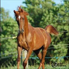 Arabisk fuldblod (OX) Magic Sari Gamal - SOLGT