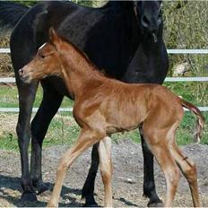 Arabisk fuldblod (OX) Magic Sari Gamal - SOLGT