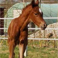 Arabisk fuldblod (OX) Magic Sari Gamal - SOLGT