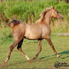 Arabisk fuldblod (OX) Magic White Dream - SOLGT