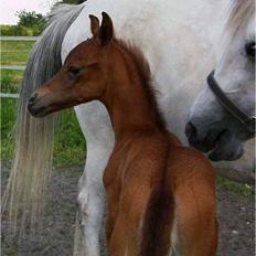 Arabisk fuldblod (OX) Magic White Dream - SOLGT