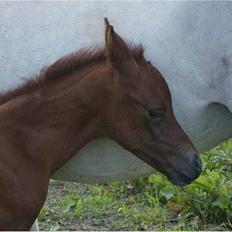 Arabisk fuldblod (OX) Magic White Dream - SOLGT