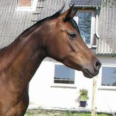 Arabisk fuldblod (OX) Aisha