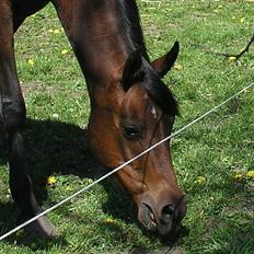 Arabisk fuldblod (OX) Aisha