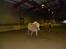 Haflinger Victor/Wildberg - Victor og Clalle inde i ridehuset :D