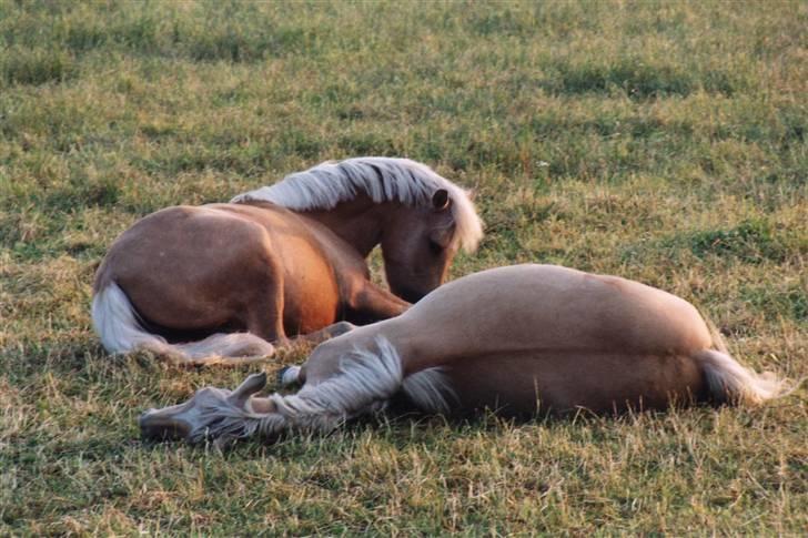 New Forest Stegstedgårds Frida - Efter 3 hårde dage på dyrskuet ;D hehe. Her ses Frida & Dyshess.  ( Frida er den der ligger bagerst, hvis man kan sige det sådan =) billede 16